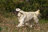 GOLDEN RETRIEVER 1112